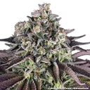 Granddaddy Purple | PHOTOFEM | Barneys Farm - Freigestellt 2026-05-31