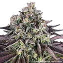 Granddaddy Purple | PHOTOFEM | Barneys Farm - Freigestellt 2026-05-31