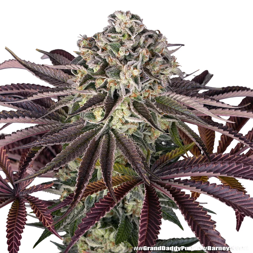 Granddaddy Purple | PHOTOFEM | Barneys Farm - Freigestellt 2026-05-31