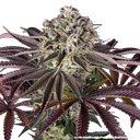 Granddaddy Purple | PHOTOFEM | Barneys Farm - Freigestellt 2026-05-31