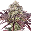 Granddaddy Purple | PHOTOFEM | Barneys Farm - Freigestellt 2026-05-31