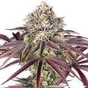 Granddaddy Purple | PHOTOFEM | Barneys Farm - Freigestellt 2026-05-31