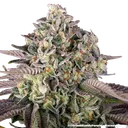 Granddaddy Purple | PHOTOFEM | Barneys Farm - Freigestellt 2026-05-31