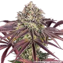 Granddaddy Purple | PHOTOFEM | Barneys Farm - Freigestellt 2026-05-31