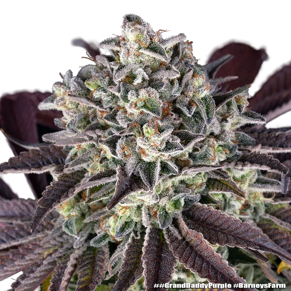 Granddaddy Purple | PHOTOFEM | Barneys Farm - Freigestellt 2026-05-31