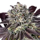 Granddaddy Purple | PHOTOFEM | Barneys Farm - Freigestellt 2026-05-31
