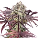 Granddaddy Purple | PHOTOFEM | Barneys Farm - Freigestellt 2026-05-31