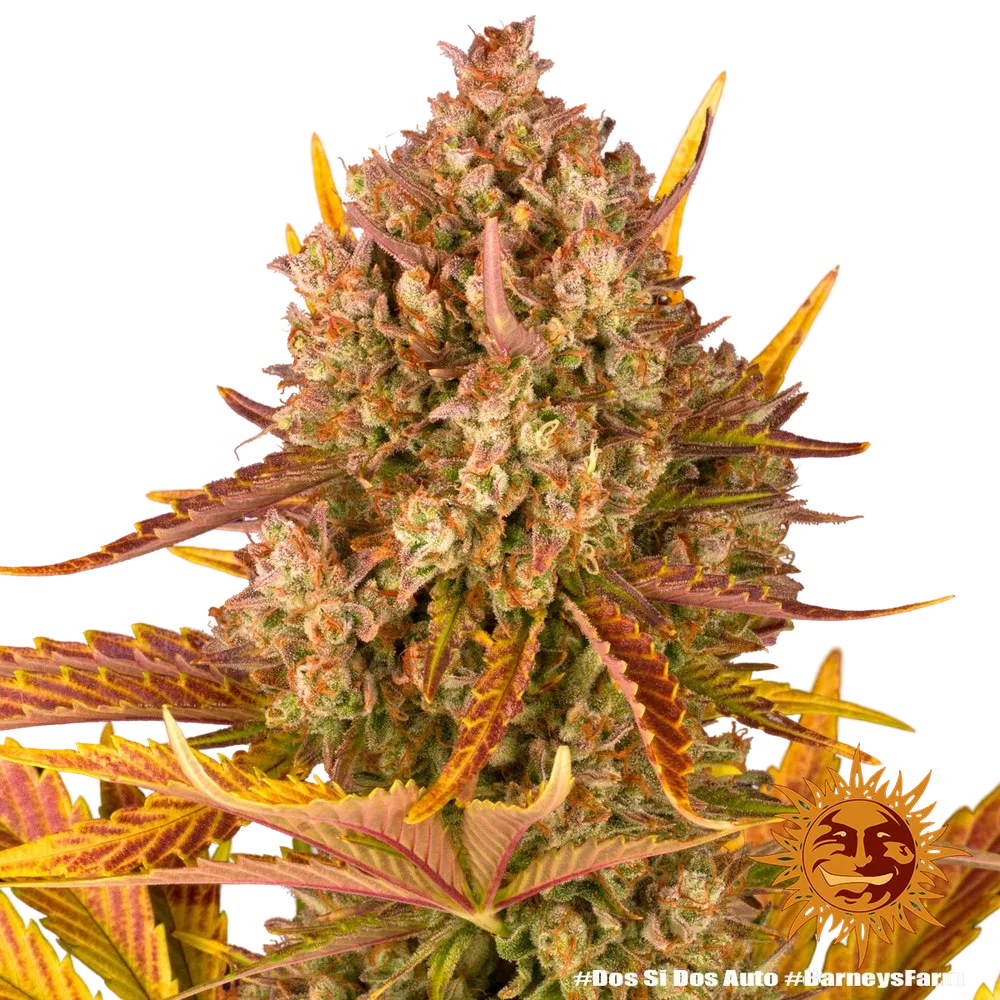 Dos Si Dos | AUTOFEM | Barneys Farm - Freigestellt 2026-05-31