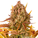 Dos Si Dos | AUTOFEM | Barneys Farm - Freigestellt 2026-05-31