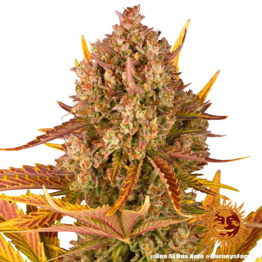 Dos Si Dos | AUTOFEM | Barneys Farm - Freigestellt 2026-05-31