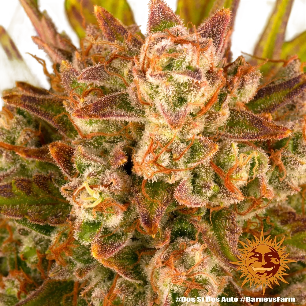 Dos Si Dos | AUTOFEM | Barneys Farm - Freigestellt 2026-05-31
