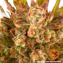Dos Si Dos | AUTOFEM | Barneys Farm - Freigestellt 2026-05-31