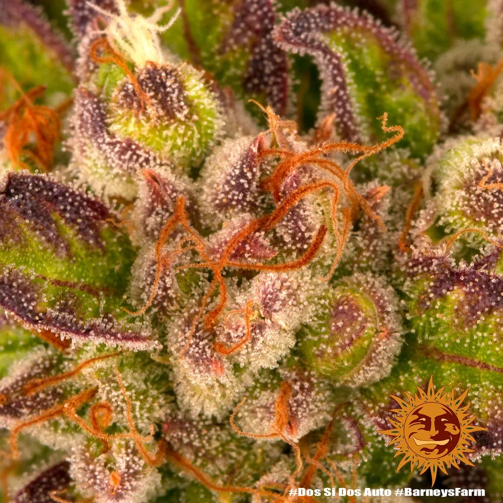 Dos Si Dos | AUTOFEM | Barneys Farm - Freigestellt 2026-05-31