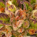 Dos Si Dos | AUTOFEM | Barneys Farm - Freigestellt 2026-05-31