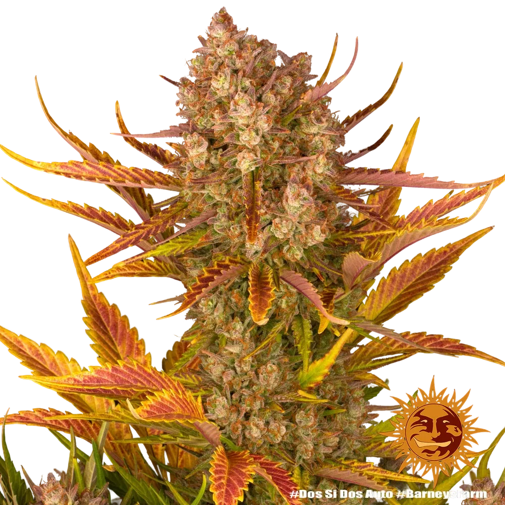 Dos Si Dos | AUTOFEM | Barneys Farm - Freigestellt 2026-05-31