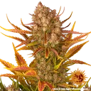 Dos Si Dos | AUTOFEM | Barneys Farm - Freigestellt 2026-05-31