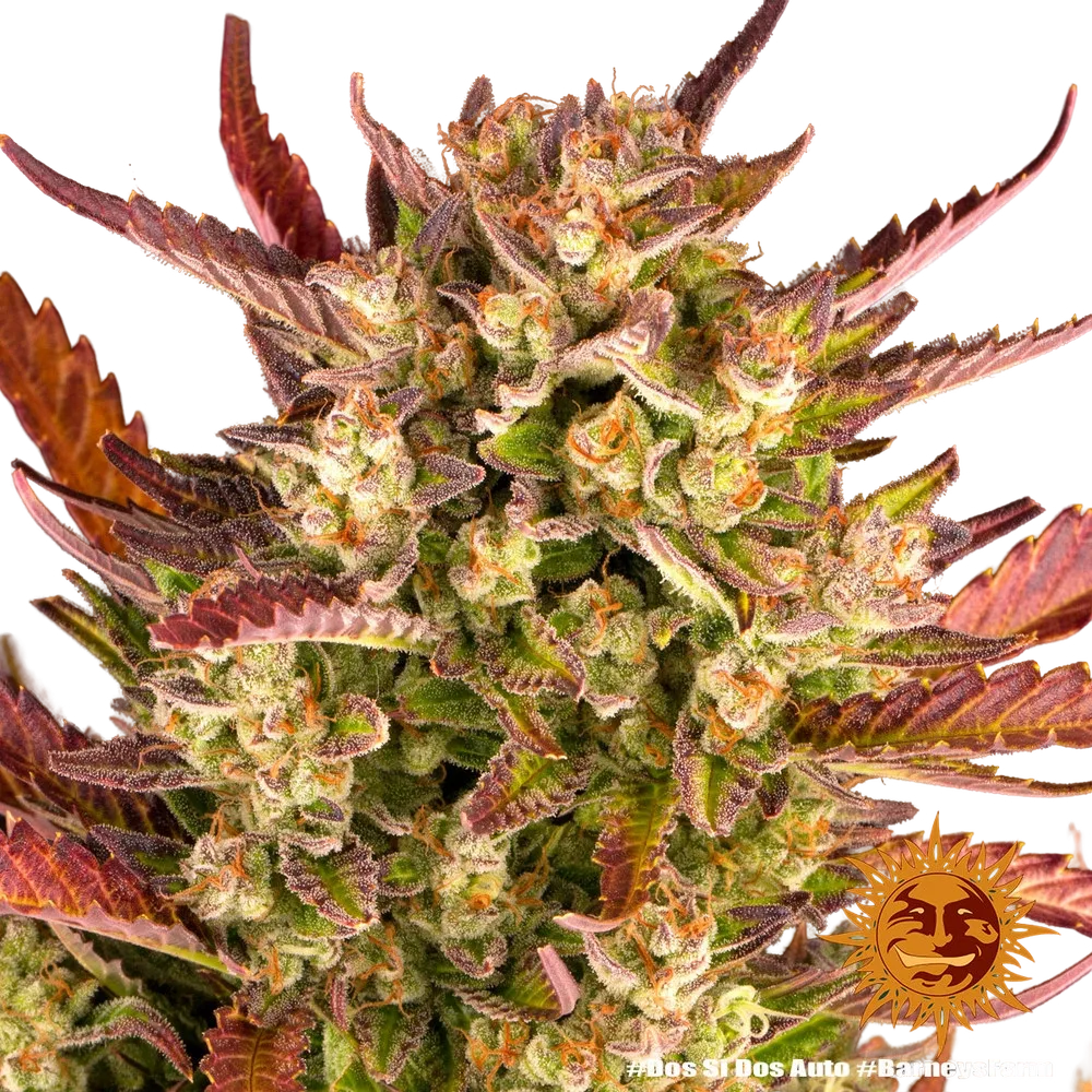 Dos Si Dos | AUTOFEM | Barneys Farm - Freigestellt 2026-05-31