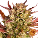 Dos Si Dos | AUTOFEM | Barneys Farm - Freigestellt 2026-05-31
