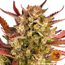 Dos Si Dos | AUTOFEM | Barneys Farm - Freigestellt 2026-05-31