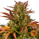Dos Si Dos | AUTOFEM | Barneys Farm - Freigestellt 2026-05-31