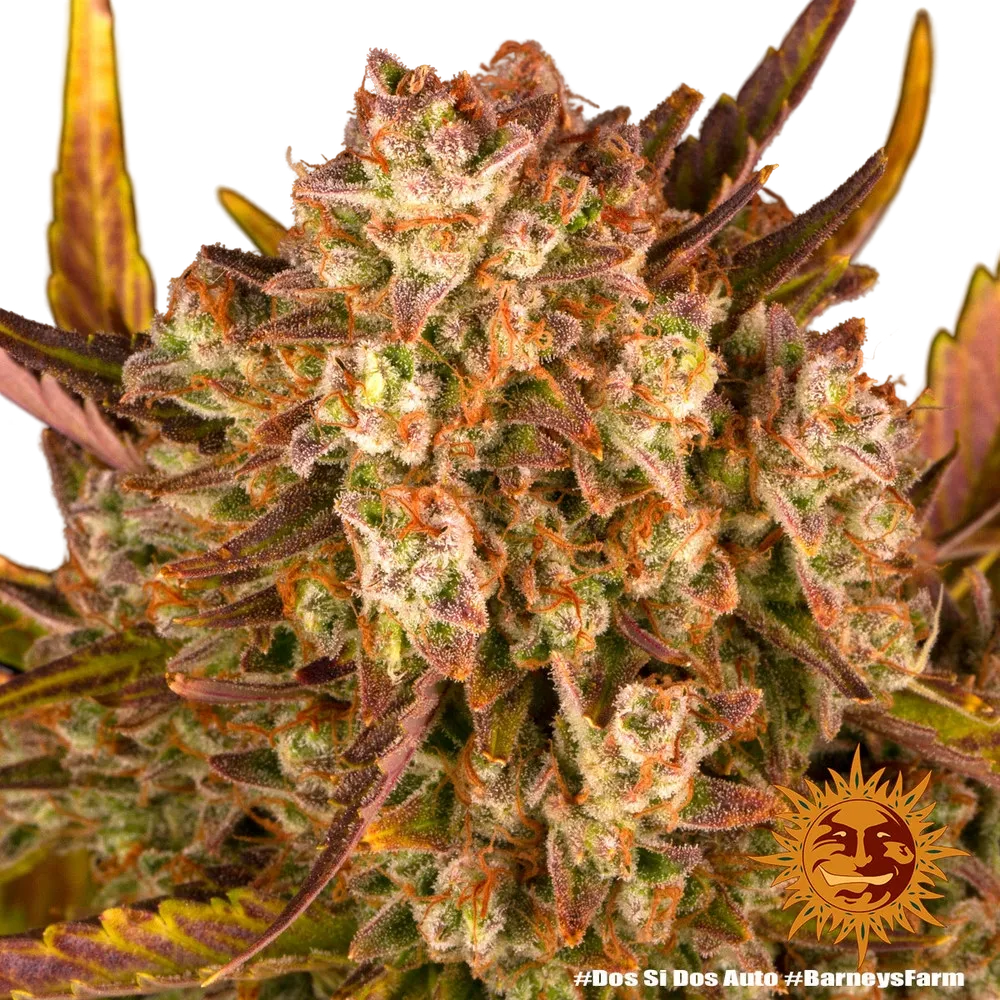 Dos Si Dos | AUTOFEM | Barneys Farm - Freigestellt 2026-05-31