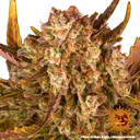 Dos Si Dos | AUTOFEM | Barneys Farm - Freigestellt 2026-05-31