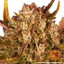 Dos Si Dos | AUTOFEM | Barneys Farm - Freigestellt 2026-05-31