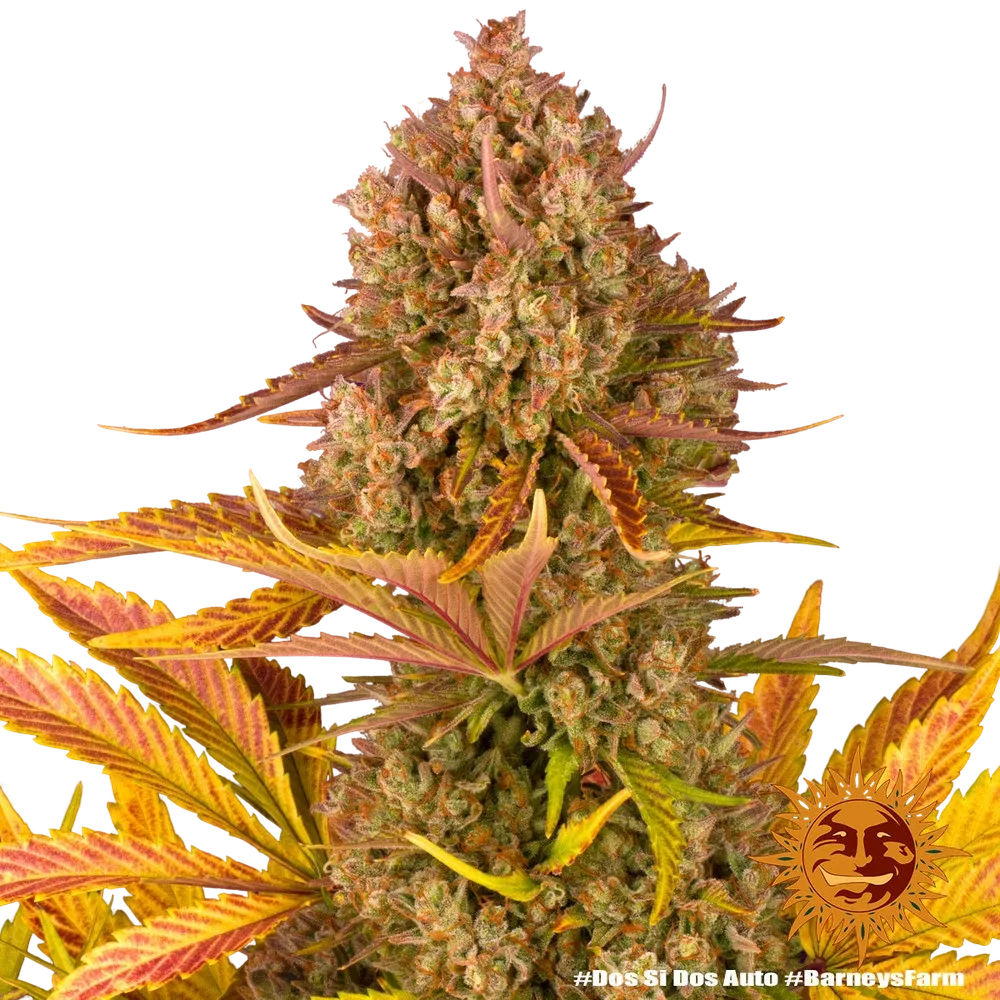 Dos Si Dos | AUTOFEM | Barneys Farm - Freigestellt 2026-05-31