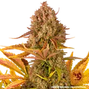 Dos Si Dos | AUTOFEM | Barneys Farm - Freigestellt 2026-05-31