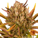 Dos Si Dos | AUTOFEM | Barneys Farm - Freigestellt 2026-05-31