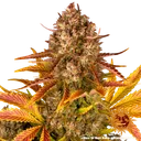 Dos Si Dos | AUTOFEM | Barneys Farm - Freigestellt 2026-05-31