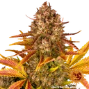 Dos Si Dos | AUTOFEM | Barneys Farm - Freigestellt 2026-05-31