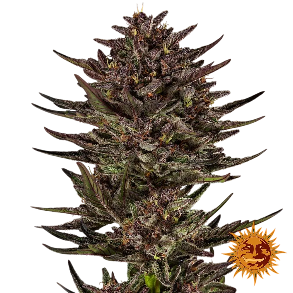 Frosted Zinn x Cookie Dog | AUTOFEM | Barneys Farm - Freigestellt 2026-06-09