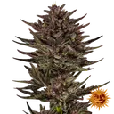 Frosted Zinn x Cookie Dog | AUTOFEM | Barneys Farm - Freigestellt 2026-06-09
