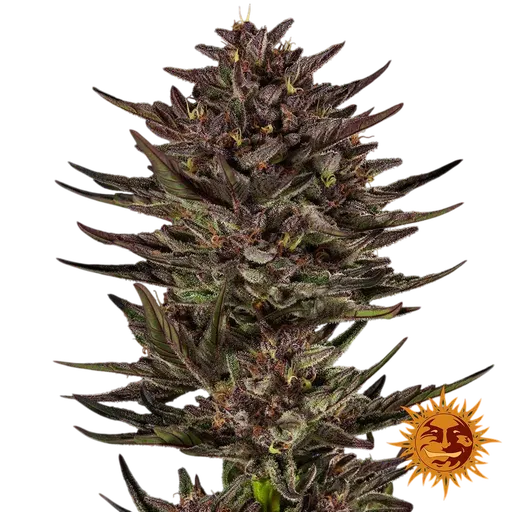 Frosted Zinn x Cookie Dog | AUTOFEM | Barneys Farm - Freigestellt 2026-06-09