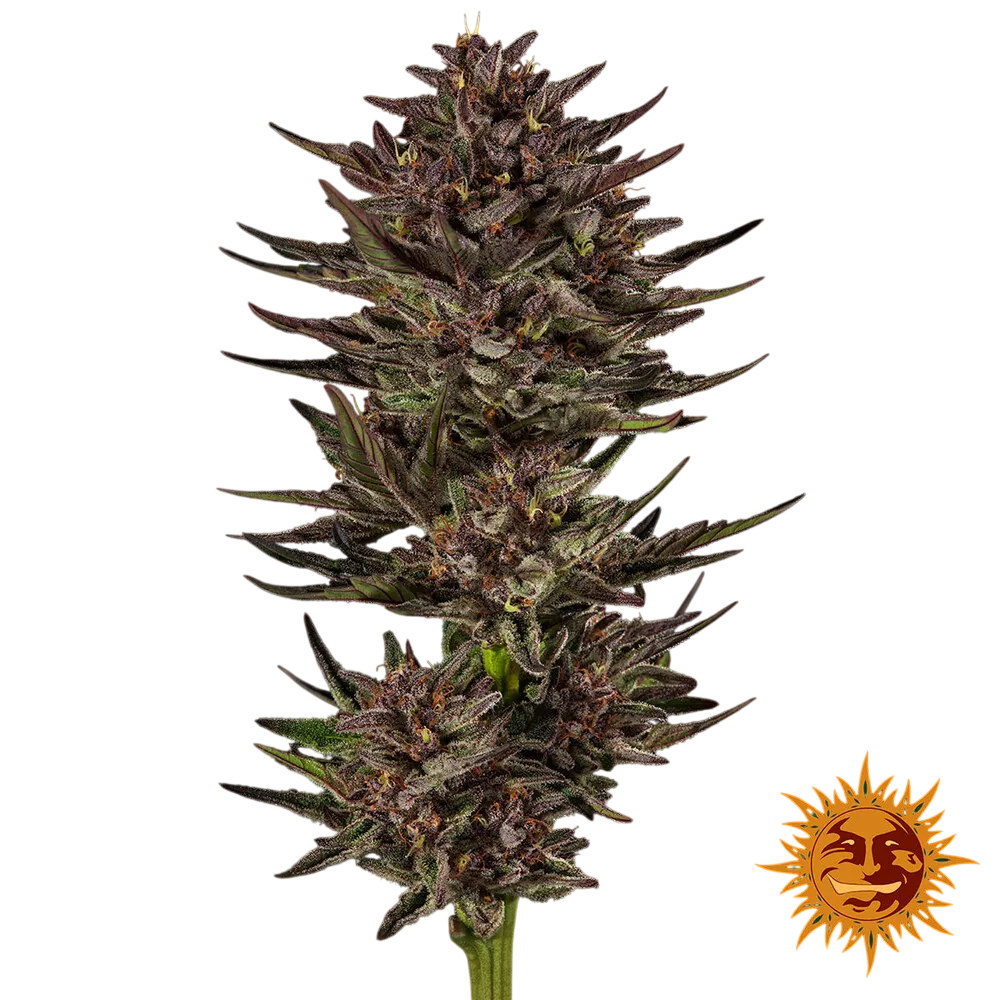 Frosted Zinn x Cookie Dog | AUTOFEM | Barneys Farm - Freigestellt 2026-06-09