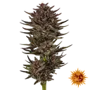 Frosted Zinn x Cookie Dog | AUTOFEM | Barneys Farm - Freigestellt 2026-06-09