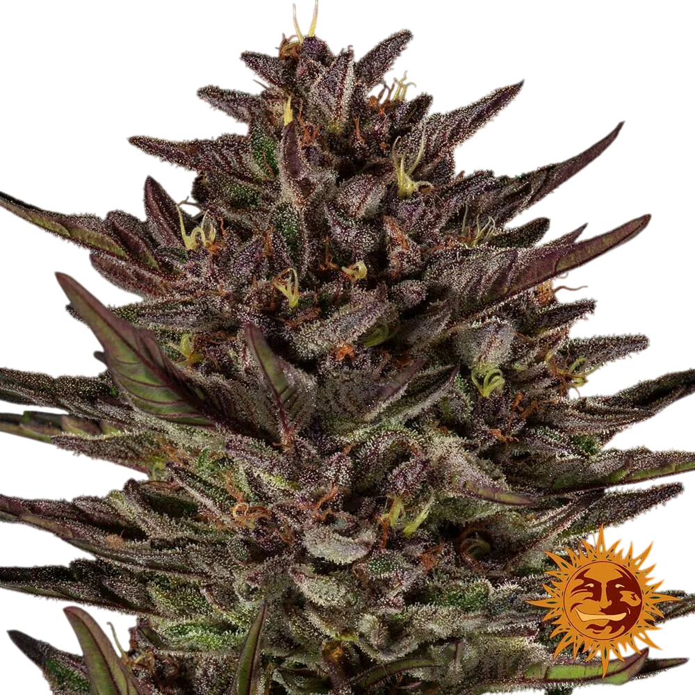 Frosted Zinn x Cookie Dog | AUTOFEM | Barneys Farm - Freigestellt 2026-06-09