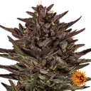 Frosted Zinn x Cookie Dog | AUTOFEM | Barneys Farm - Freigestellt 2026-06-09
