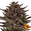 Frosted Zinn x Cookie Dog | AUTOFEM | Barneys Farm - Freigestellt 2026-06-09