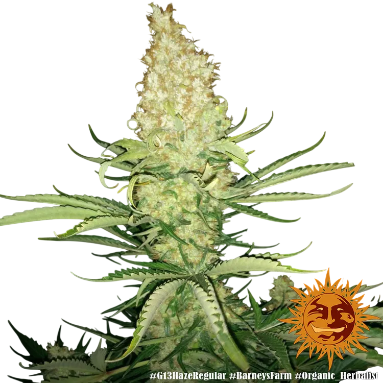 G13 Haze | PHOTOREG | Barneys Farm - Freigestellt 2026-06-09