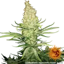 G13 Haze | PHOTOREG | Barneys Farm - Freigestellt 2026-06-09