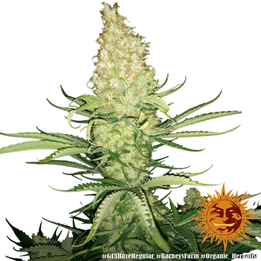 G13 Haze | PHOTOREG | Barneys Farm - Freigestellt 2026-06-09