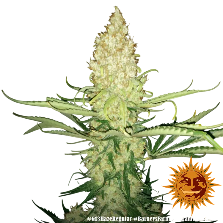 G13 Haze | PHOTOREG | Barneys Farm - Freigestellt 2026-06-09