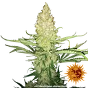 G13 Haze | PHOTOREG | Barneys Farm - Freigestellt 2026-06-09