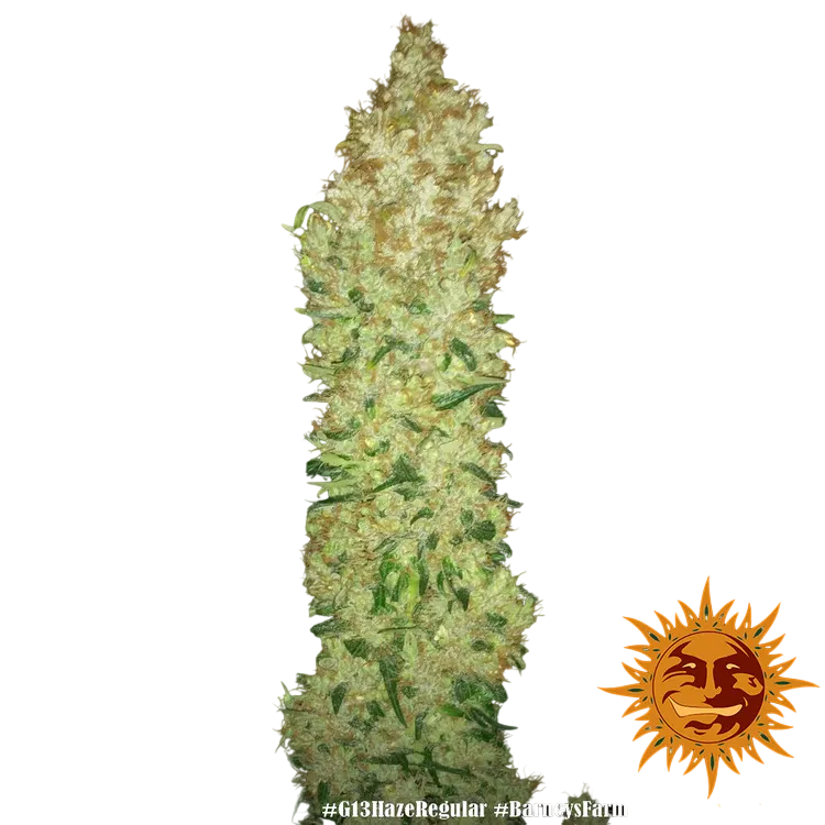 G13 Haze | PHOTOREG | Barneys Farm - Freigestellt 2026-06-09