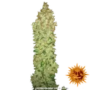 G13 Haze | PHOTOREG | Barneys Farm - Freigestellt 2026-06-09