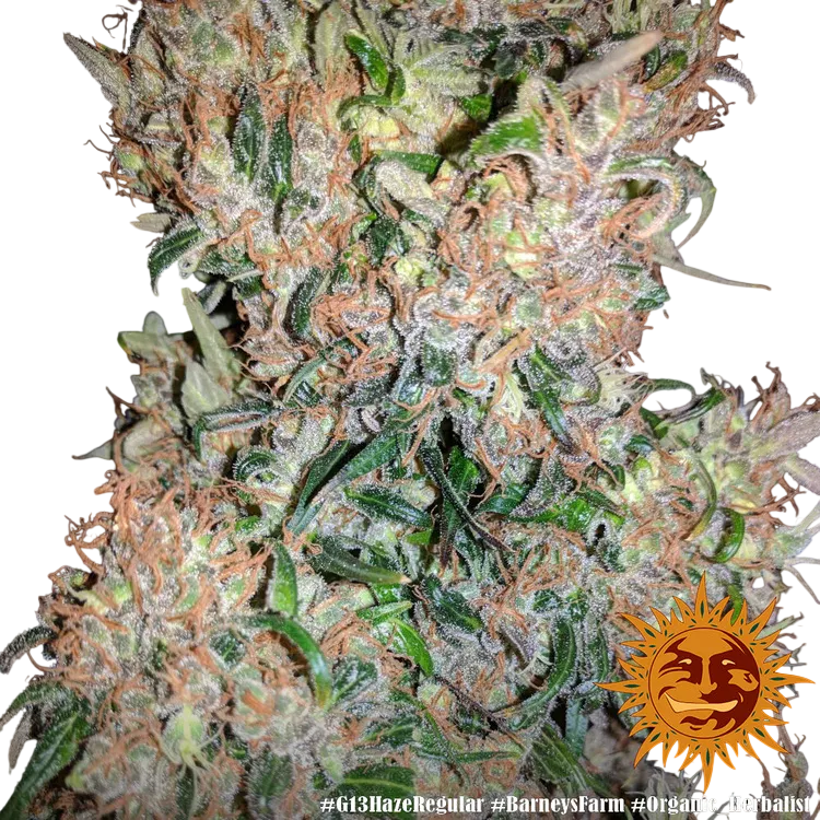 G13 Haze | PHOTOREG | Barneys Farm - Freigestellt 2026-06-09