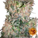 G13 Haze | PHOTOREG | Barneys Farm - Freigestellt 2026-06-09