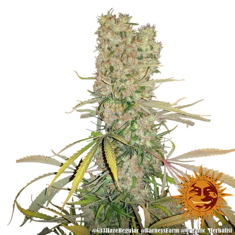 G13 Haze | PHOTOREG | Barneys Farm - Freigestellt 2026-06-09